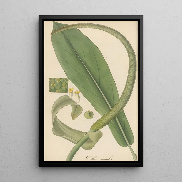 Pothos acaulis - William Jackson Hooker — framed artwork on a wall