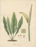 Pothos coriacea - William Jackson Hooker — artwork view