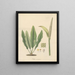 Pothos coriacea - William Jackson Hooker — framed artwork on a wall