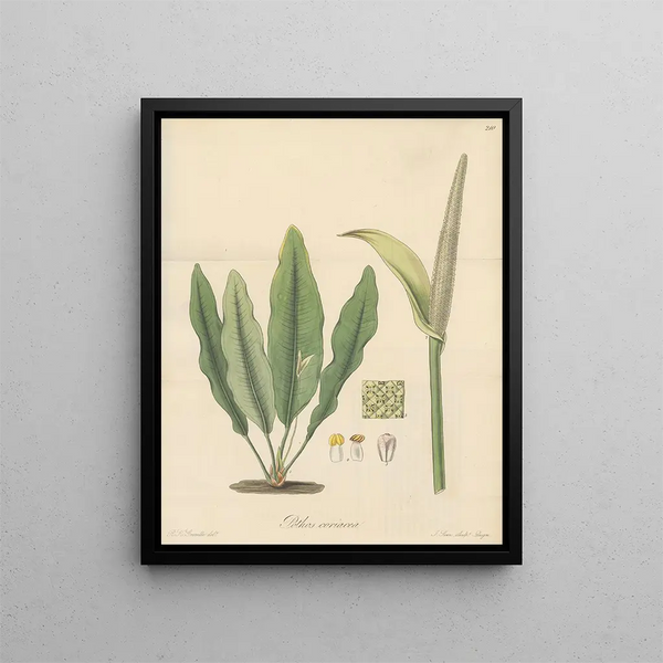 Pothos coriacea - William Jackson Hooker — framed artwork on a wall