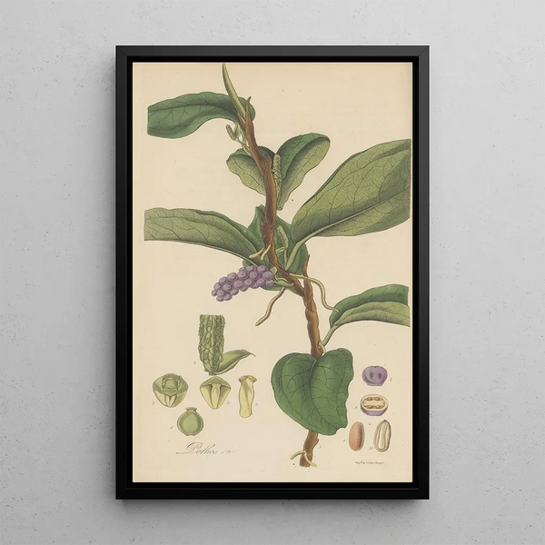 Pothos violacea - William Jackson Hooker — framed artwork on a wall
