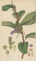 Pothos violacea - William Jackson Hooker — artwork view