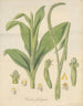 Plantain de Prescotia - William Jackson Hooker — artwork view