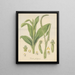 Plantain de Prescotia - William Jackson Hooker — framed artwork on a wall