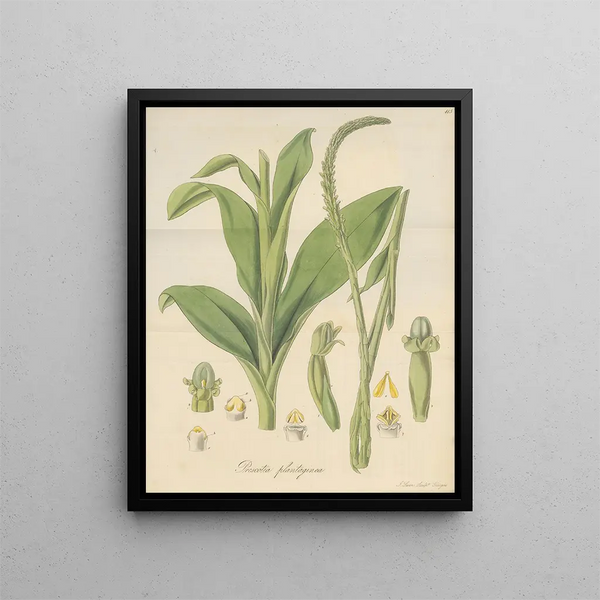 Plantain de Prescotia - William Jackson Hooker — framed artwork on a wall