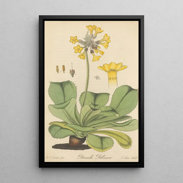 Primula Palinuri - William Jackson Hooker — framed artwork on a wall