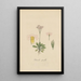 Primula pusilia - William Jackson Hooker — framed artwork on a wall
