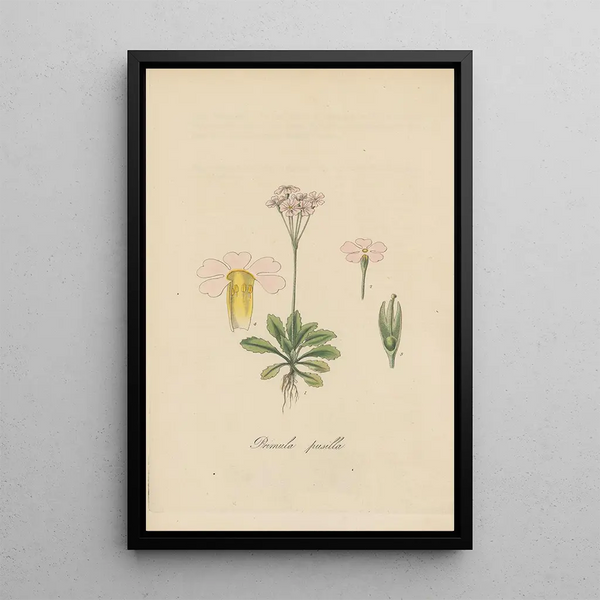 Primula pusilia - William Jackson Hooker — framed artwork on a wall