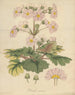Primula sinensis painting - William Jackson Hooker — artwork view