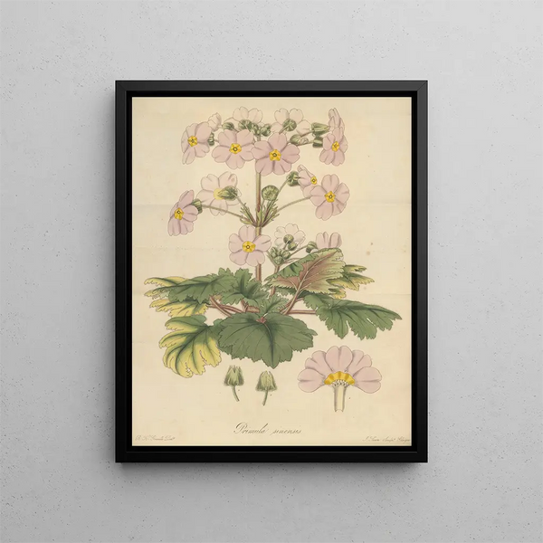 Primula sinensis painting - William Jackson Hooker — framed artwork on a wall