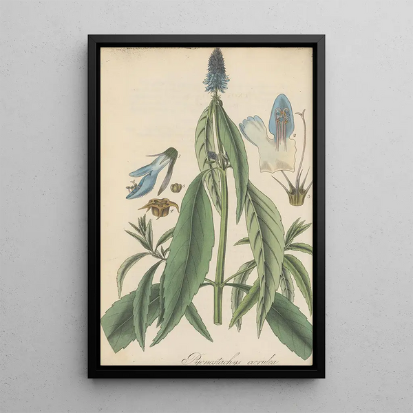 Pycnostachys coerulea - William Jackson Hooker — framed artwork on a wall