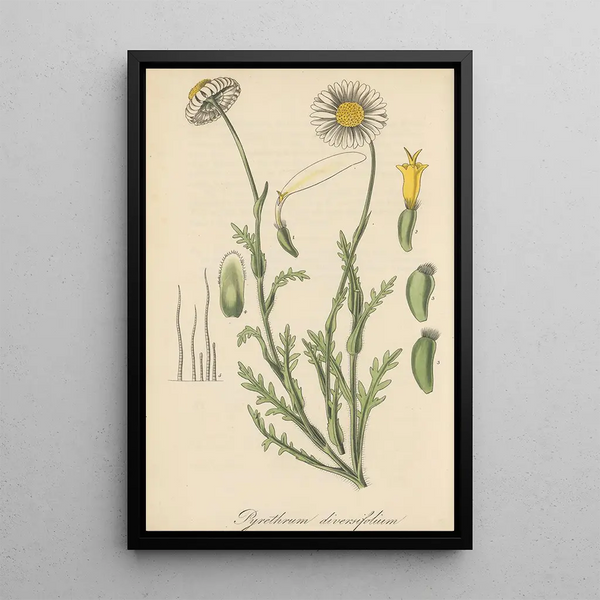 Pyrethrum diversifolium - William Jackson Hooker — framed artwork on a wall