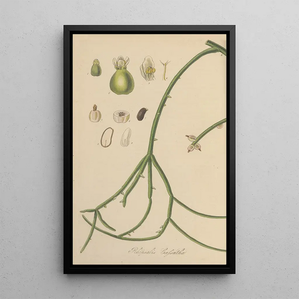Rhipsalis Cassutha - William Jackson Hooker — framed artwork on a wall