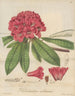 Rhododendron arboreum - William Jackson Hooker — artwork view