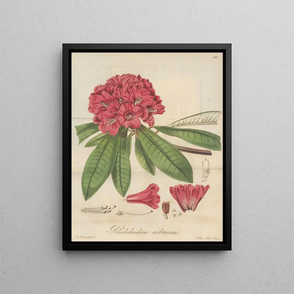 Rhododendron arboreum - William Jackson Hooker — framed artwork on a wall