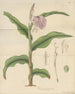 Roscoea purpurea - William Jackson Hooker — artwork view