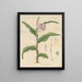 Roscoea purpurea - William Jackson Hooker — framed artwork on a wall