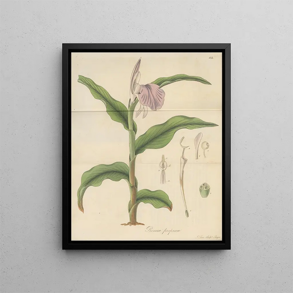 Roscoea purpurea - William Jackson Hooker — framed artwork on a wall