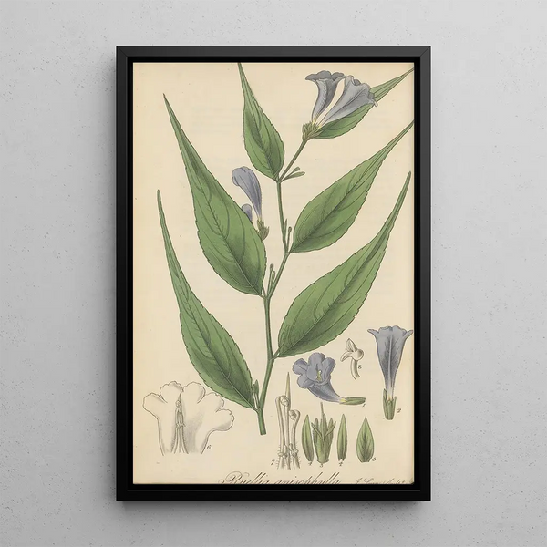 Ruellia anisophylla - William Jackson Hooker — framed artwork on a wall