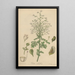 Ruta albiflora - William Jackson Hooker — framed artwork on a wall