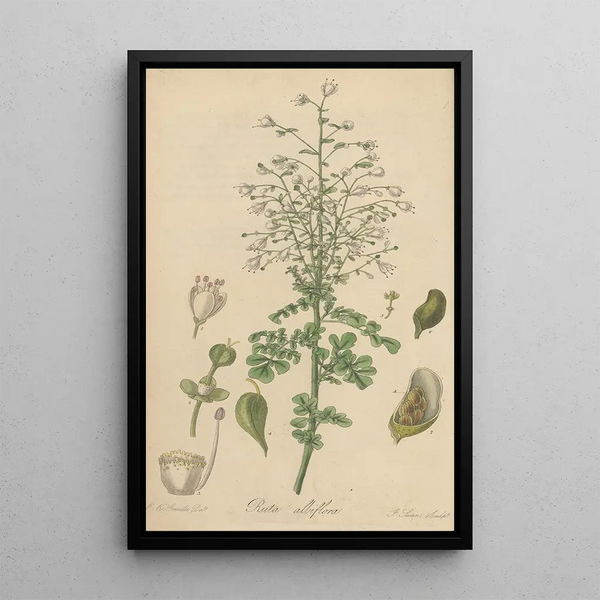 Ruta albiflora - William Jackson Hooker — framed artwork on a wall