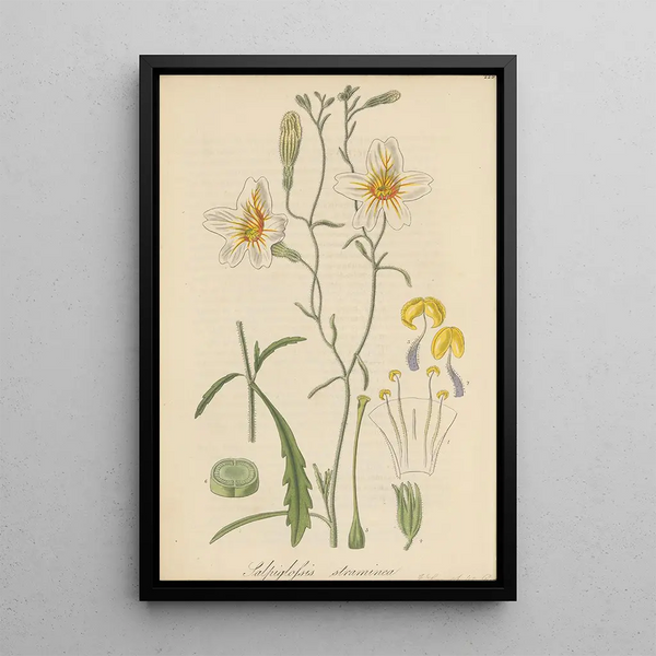 Salpiglossis straminea - William Jackson Hooker — framed artwork on a wall