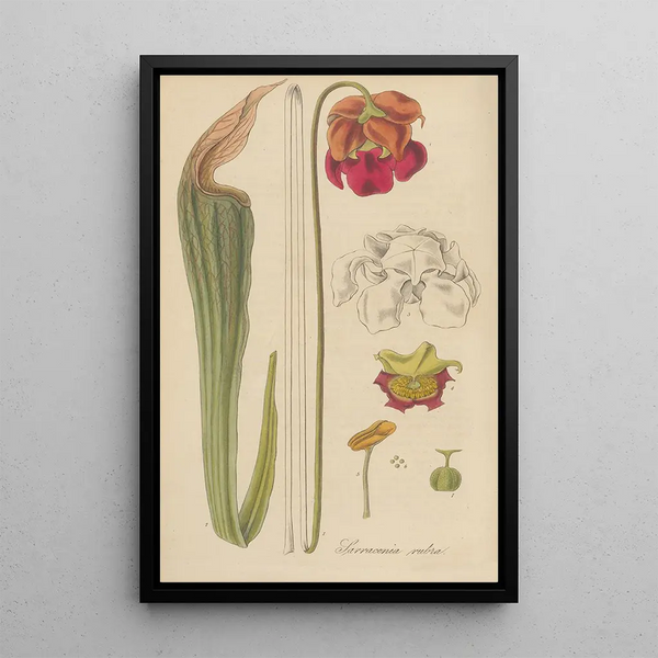 Sarracenia rubra - William Jackson Hooker — framed artwork on a wall