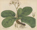 Saxifrage ligulée - William Jackson Hooker — artwork view