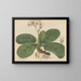 Saxifrage ligulée - William Jackson Hooker — framed artwork on a wall