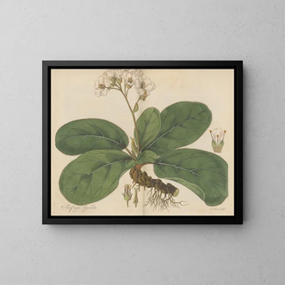Saxifrage ligulée - William Jackson Hooker — framed artwork on a wall