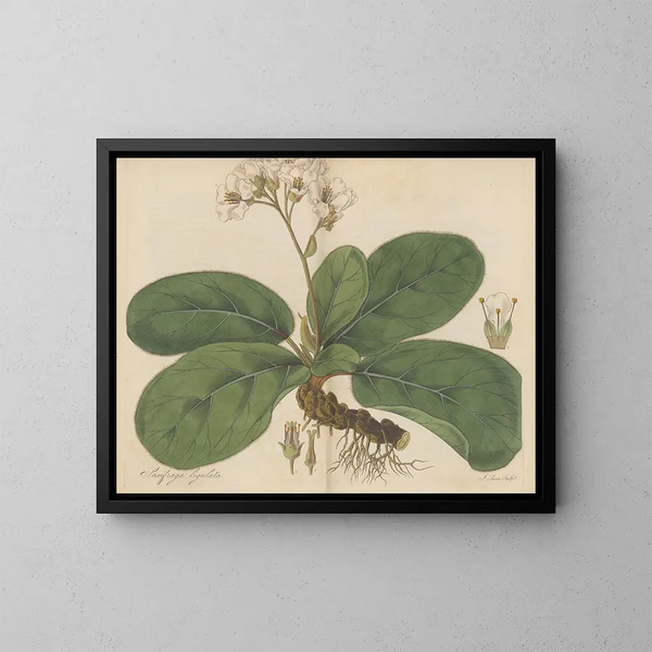 Saxifrage ligulée - William Jackson Hooker — framed artwork on a wall