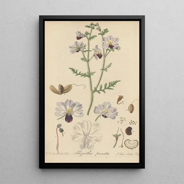 Schizanthus pinnatus - William Jackson Hooker — framed artwork on a wall