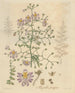 Schizanthus s'étendant - William Jackson Hooker — artwork view