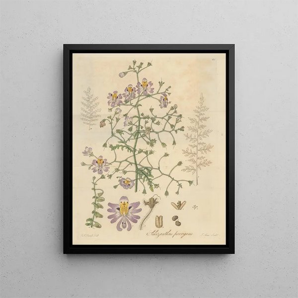 Schizanthus s'étendant - William Jackson Hooker — framed artwork on a wall