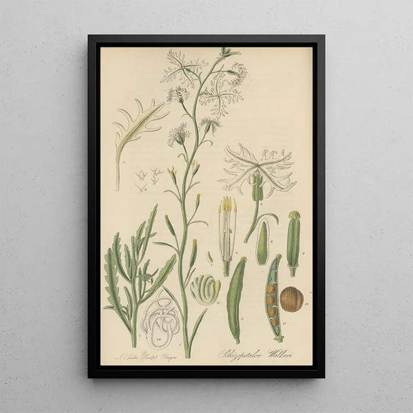 Schizopetalon Walkeri - William Jackson Hooker — framed artwork on a wall