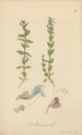 Scutellaria parvula by William Jackson Hooker — artwork view