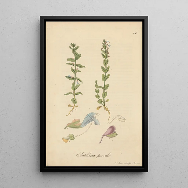 Scutellaria parvula by William Jackson Hooker — framed artwork on a wall