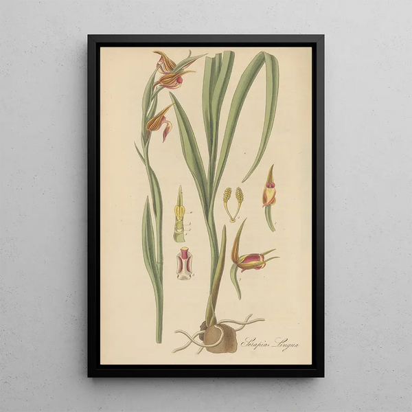 Serapias Lingua - William Jackson Hooker — framed artwork on a wall
