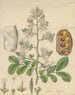Shotia latifolia - William Jackson Hooker — artwork view