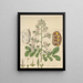 Shotia latifolia - William Jackson Hooker — framed artwork on a wall