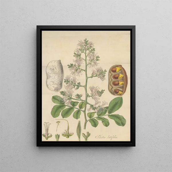 Shotia latifolia - William Jackson Hooker — framed artwork on a wall