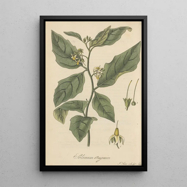 Solanum Anguivi - William Jackson Hooker — framed artwork on a wall
