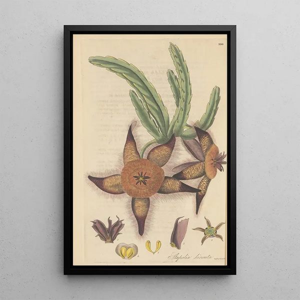 Stapelia hirsuta - William Jackson Hooker — framed artwork on a wall