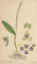 Stetis Micrantha - William Jackson Hooker — artwork view