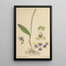 Stetis Micrantha - William Jackson Hooker — framed artwork on a wall
