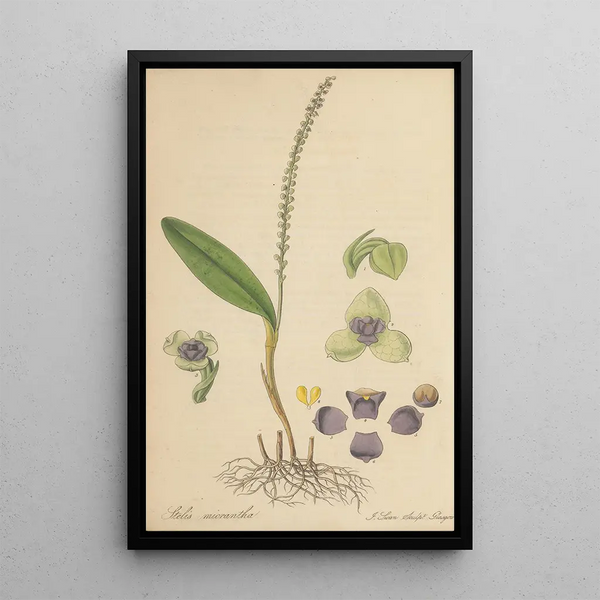 Stetis Micrantha - William Jackson Hooker — framed artwork on a wall