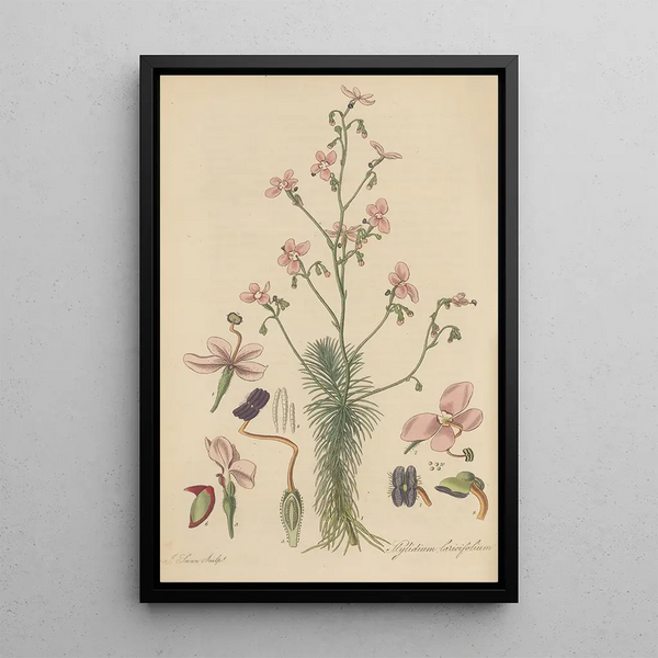 Stylidium laricifolium - William Jackson Hooker — framed artwork on a wall