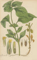 Synedrella nodiflora - William Jackson Hooker — artwork view