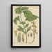 Synedrella nodiflora - William Jackson Hooker — framed artwork on a wall