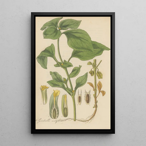 Synedrella nodiflora - William Jackson Hooker — framed artwork on a wall